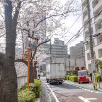 目黒川雅叙園マンション前付近の桜