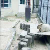 【神戸】神戸の動物園といえばここ❣️神戸市立王子動物園🐼
