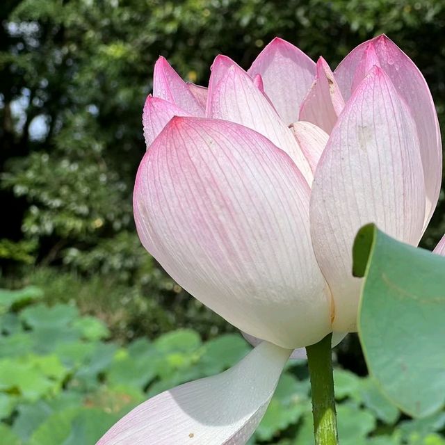 上水虎地坳、河上鄉賞花遊蹤