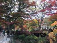 七彩紅葉園景—熱海梅園