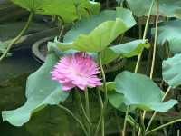 本地遊 | 坐港鐵遊香港 | 金鐘站 | 香港公園｜鬧市賞花好去處