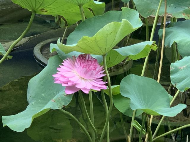 本地遊 | 坐港鐵遊香港 | 金鐘站 | 香港公園｜鬧市賞花好去處
