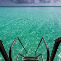 The Amazing Marine Life In Maldives 