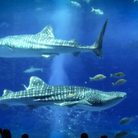 ฉลามนะชอบงับคุณ งับ งับ🦈 ที่โอกินาว่า ญี่ปุ่น 