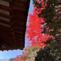 안국 백인제 가옥 단풍구경🍁
