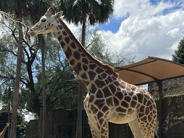 Melbourne Zoo