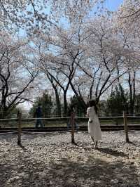 진해 벚꽃 명소:: 경화역🌸🌸🌸
