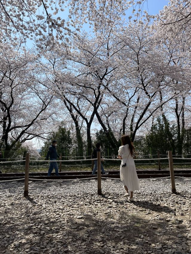 진해 벚꽃 명소:: 경화역🌸🌸🌸