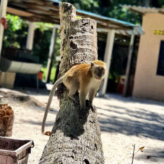 Penang National Park - Malaysia