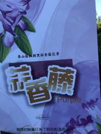 蒜香藤//泰山楓樹河濱公園