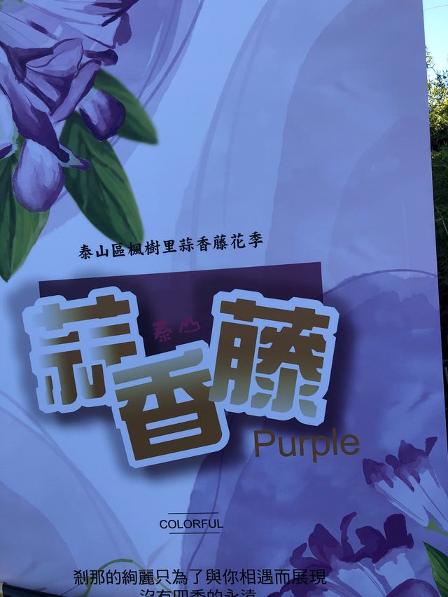 蒜香藤//泰山楓樹河濱公園