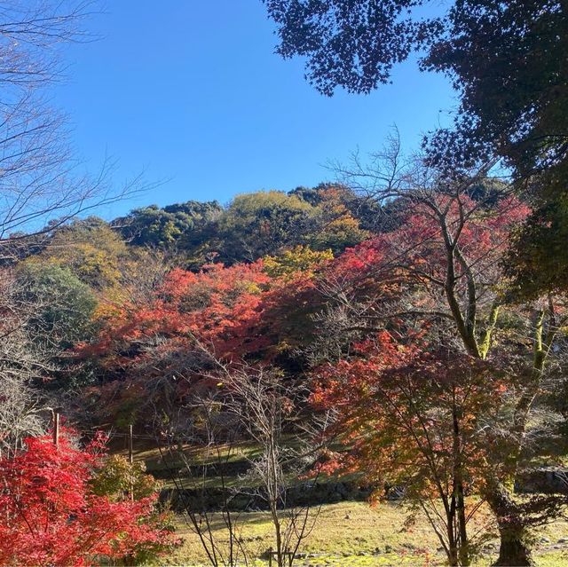 日本養老公園絕美賞楓景點