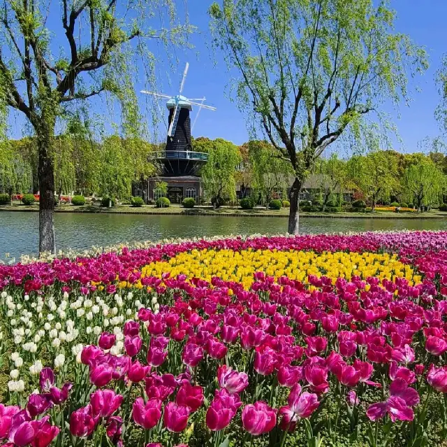 Tulip Paradise in Shanghai