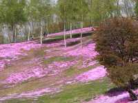 日本北海道東藻琴芝櫻公園