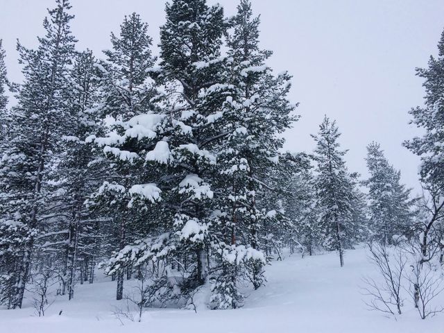 Inari, Northern Lapland, Finland 🇫🇮❄️☃️