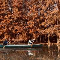 Golden Scenery in Shanghai’s Haiwan Park