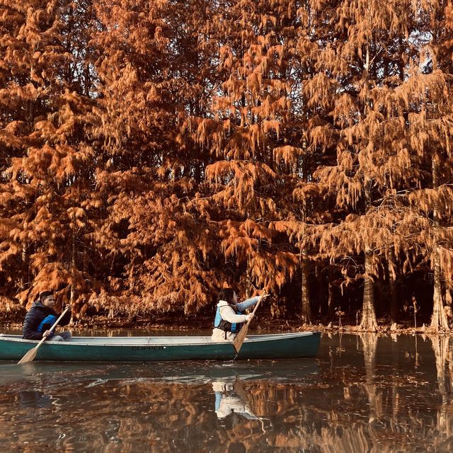 Golden Scenery in Shanghai’s Haiwan Park