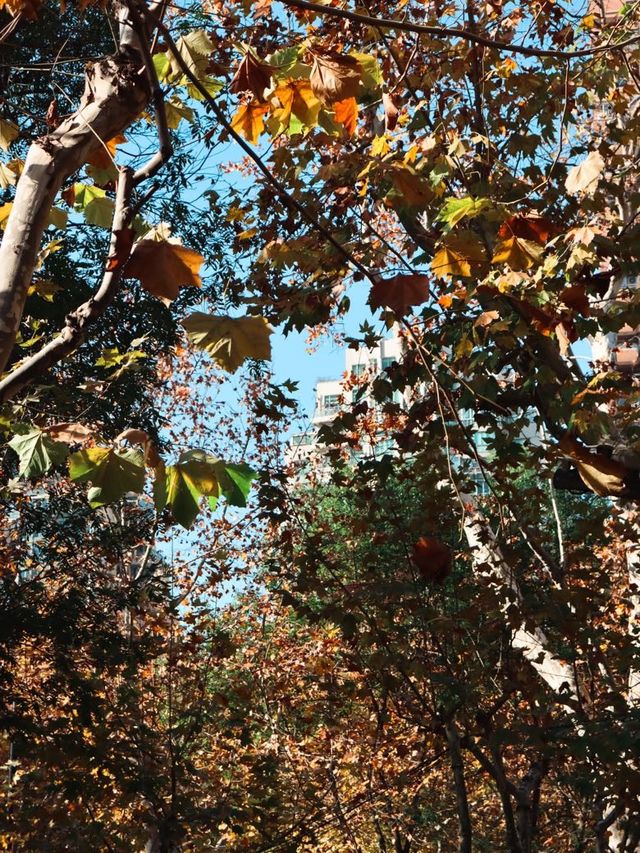 Winter Days in the French Concession🍂🍁