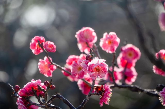 【Kyoto · Chishakuin · Red Plum Blossom · 2023】