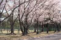 Shiga also has beautiful cherry blossoms.