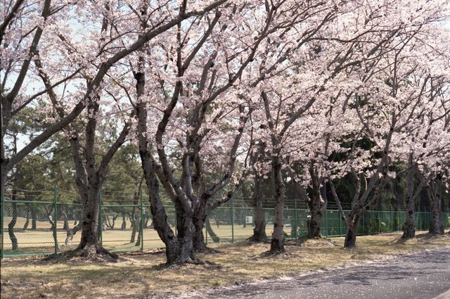 Shiga also has beautiful cherry blossoms.