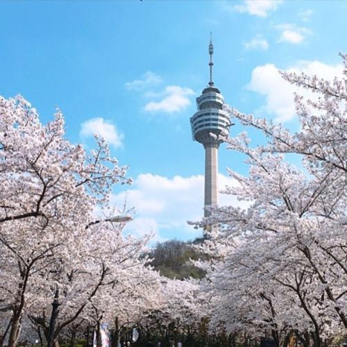 【2024韓國櫻花季】大邱江稜人氣賞櫻景點推介：大邱 E WORLD、鏡浦臺 | 大邱