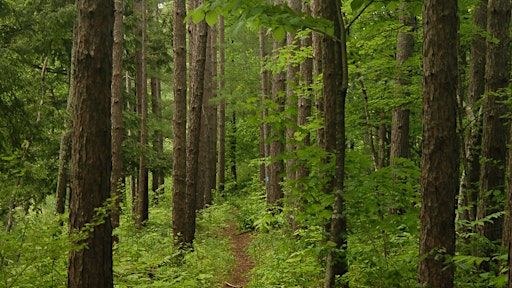 Rage Hezekiah: Words in the Woods | Lake Shaftsbury State Park