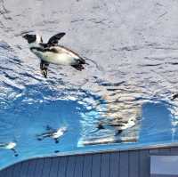 【東京】空飛ぶペンギン？！サンシャイン水族館🐧