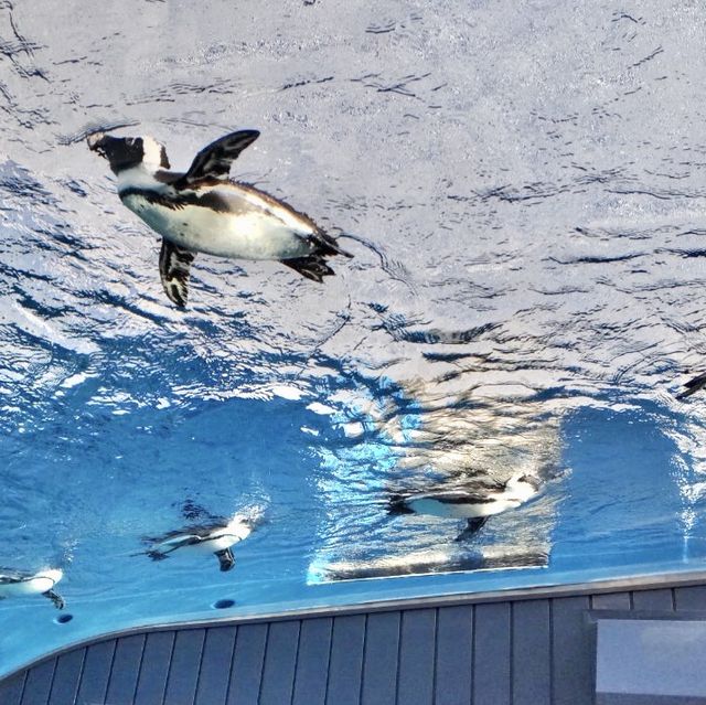【東京】空飛ぶペンギン？！サンシャイン水族館🐧