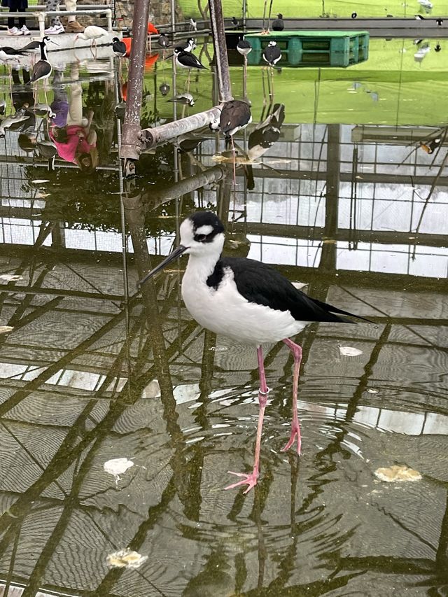 【掛川花鳥園】「花と鳥とのふれあい」が楽しめるテーマパーク