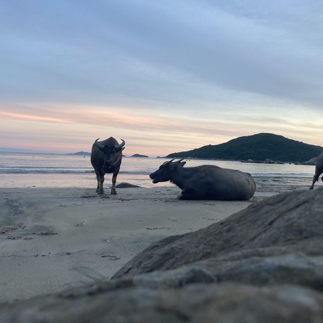 Tong Fuk Beach is beautiful 😍 