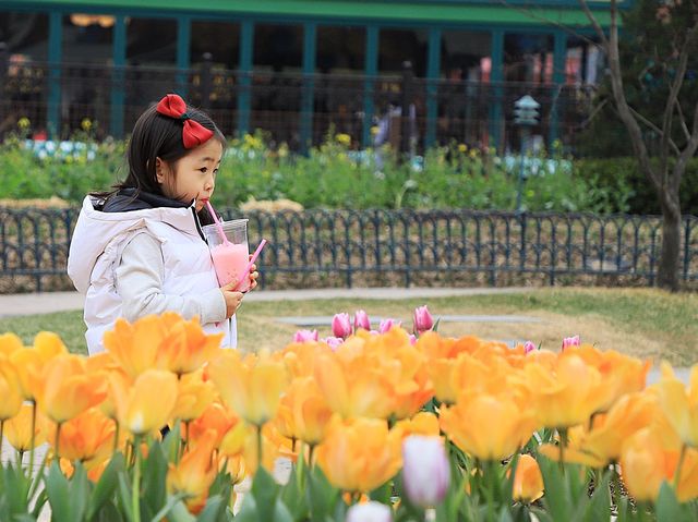 에버랜드 튤립축제