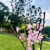 賞花必到的士林官邸玫瑰園🌹🥀