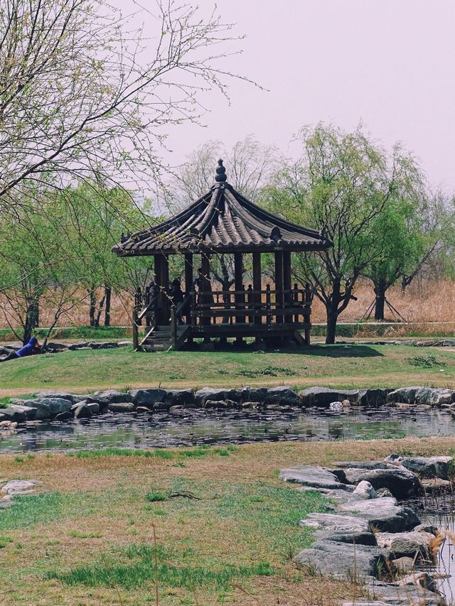 부산 벚꽃나라 자연탐방 ‘삼락생태공원’ 🌱