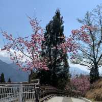 Blossoming Trees at Cing Jing Farm, Taiwan
