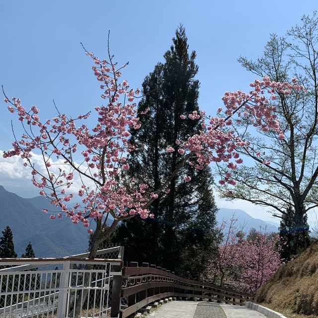 Blossoming Trees at Cing Jing Farm, Taiwan