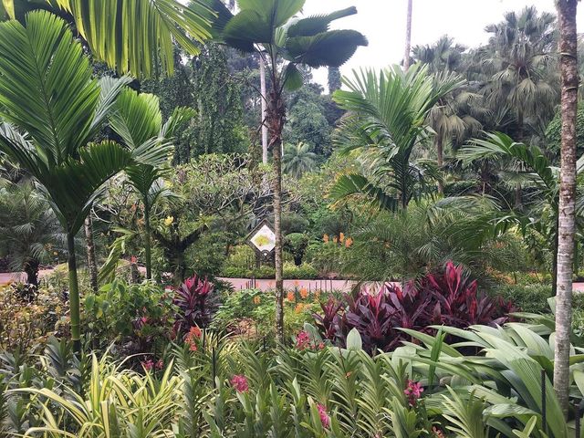 新加坡必去植物園