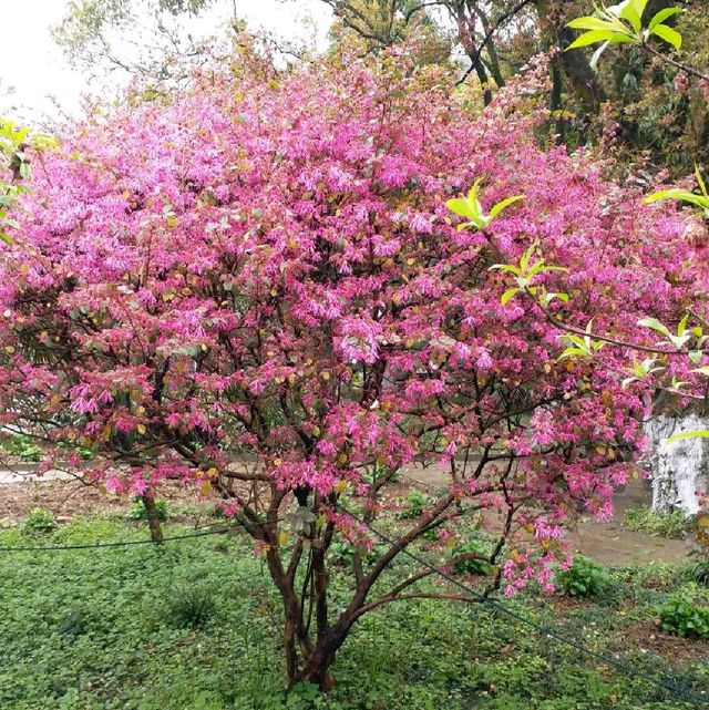 花花🌺🌷🥀🌻🌼🌸公園