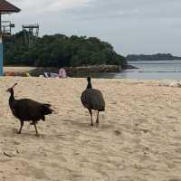 Sentosa Palawan Beach 