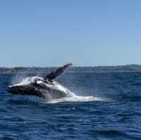 Must Do Whale Tour 