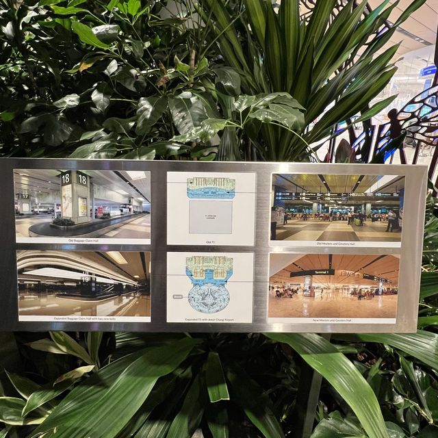 ✈️ Changi Airport mini garden