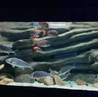 Seville aquarium 