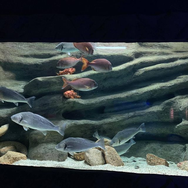 Seville aquarium 