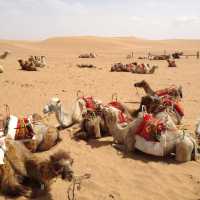 The Tengger Desert 