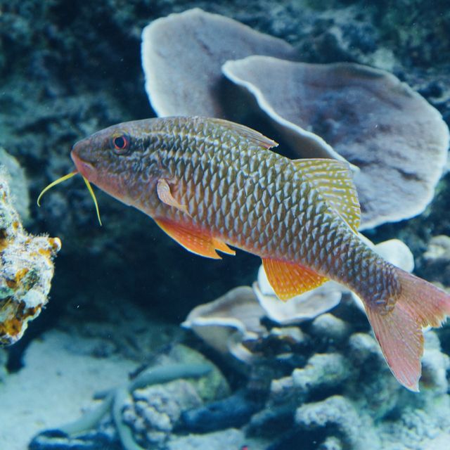 【沖繩 美麗海水族館】亞洲最大！世界第三大！