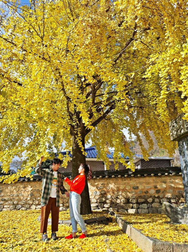 거창 은행나무 명소, 의동마을 그리고 뉴스팟 만월당💛🍂🍁