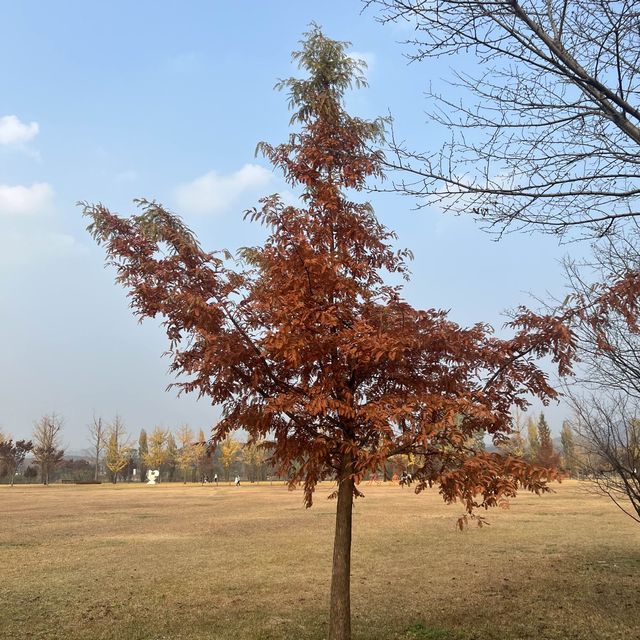 🍁은행나무 보러 여주가자~!🌞🧚🏻‍♂️🍁🍁