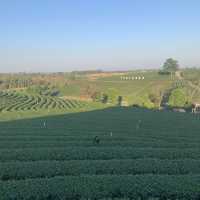 MATCHA-Made in Choui Fong