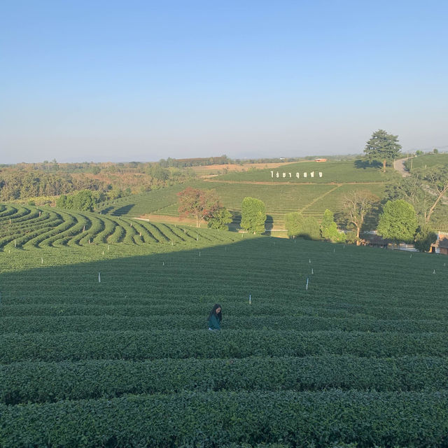 MATCHA-Made in Choui Fong