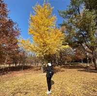 Gyeongju , is a must place to enjoy autumn 🍂